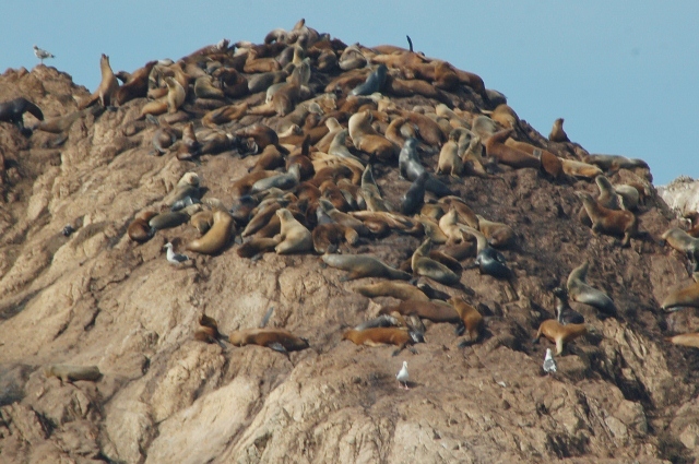Seal Rock
